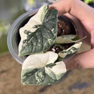 Alocasia melo albo variegated