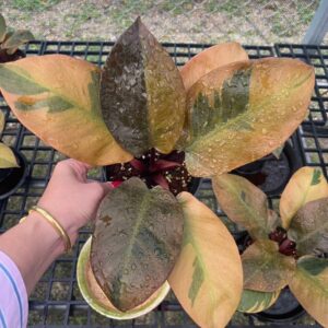 Philodendron black cardinal no.2 variegated