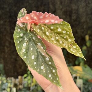 Begonia maculata pink variegated