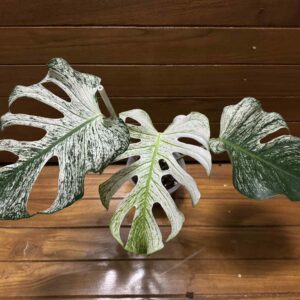 Monstera devil monster