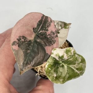 Alocasia red cuprea pink-albo variegated