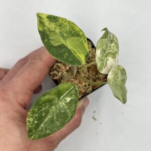 Alocasia perakensis aurea variegated