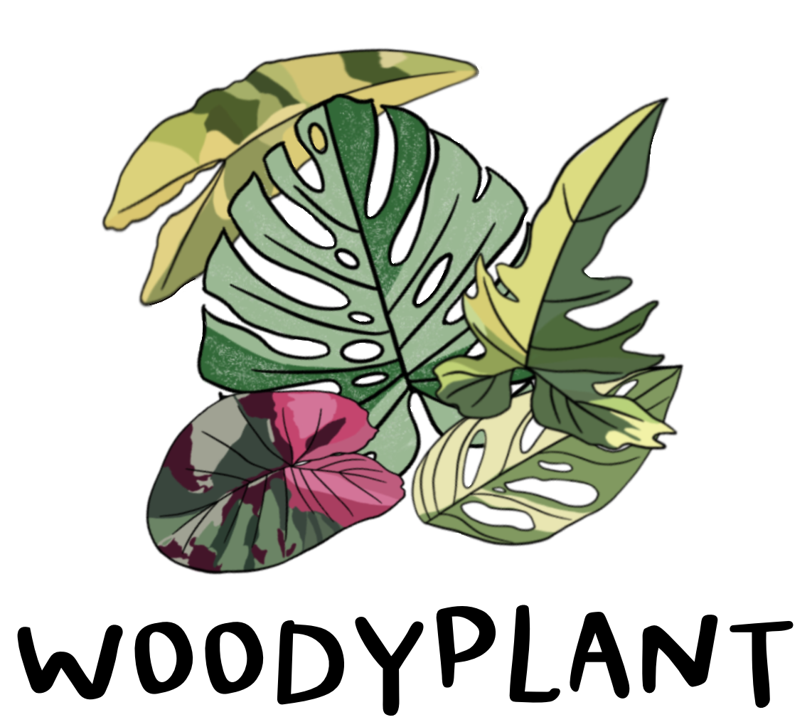 WOODYPLANT